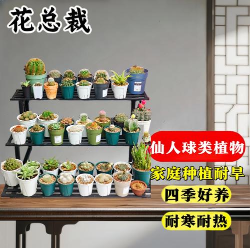 仙人球调查赚钱小