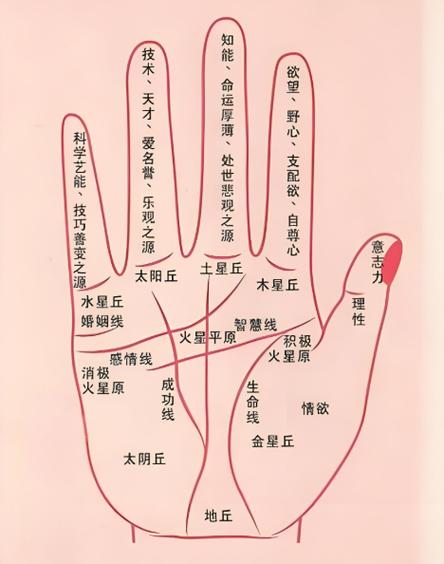 手指上的横线叫什么