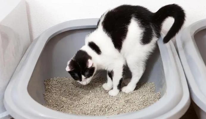 猫砂最佳摆放位置招财