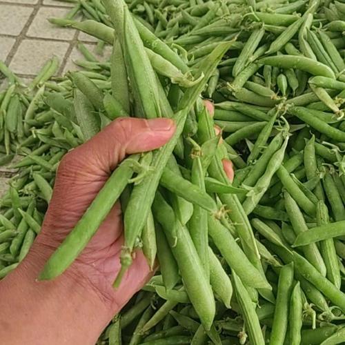 新鲜豌豆几月份上市