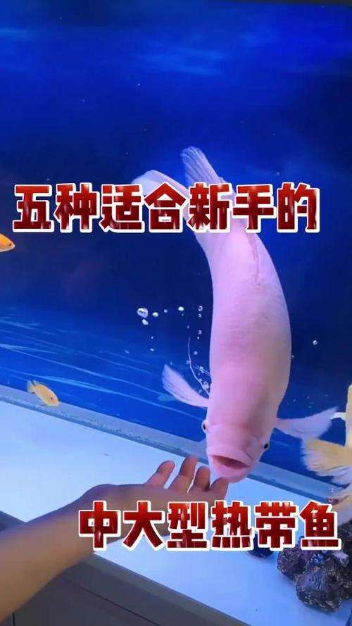 热带鱼最忌三种水