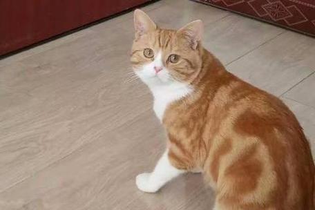 美短橘猫