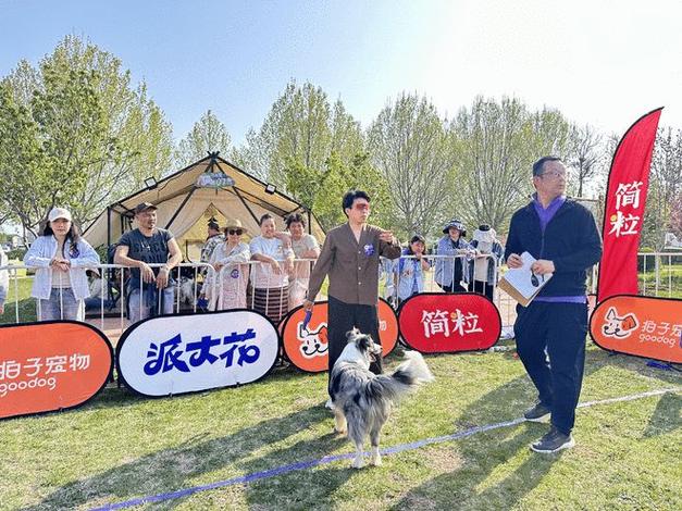 怎么参加宠物比赛