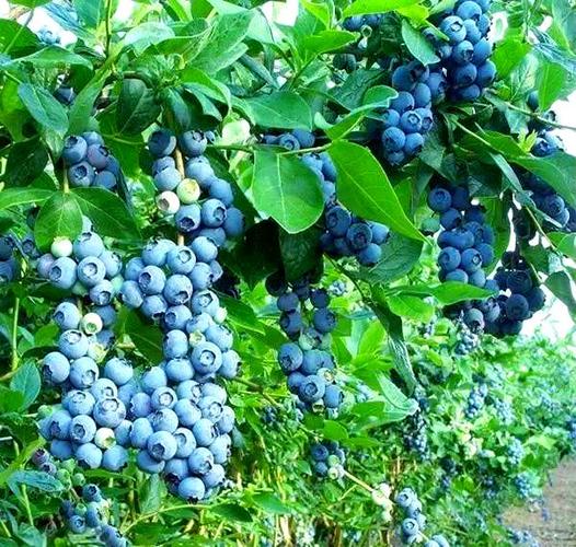 正宗蓝莓树图片