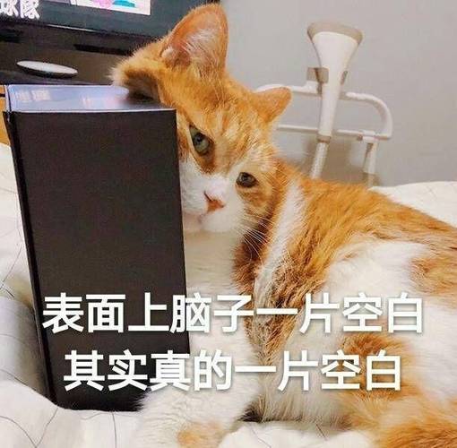 男人说脑子一片空白什么意思