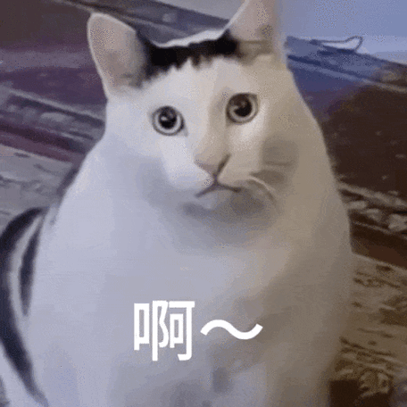 猫meme动态表情包