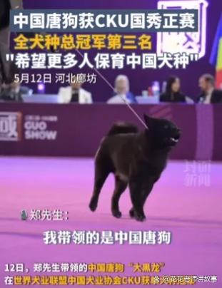 狗狗世界冠军登录条件