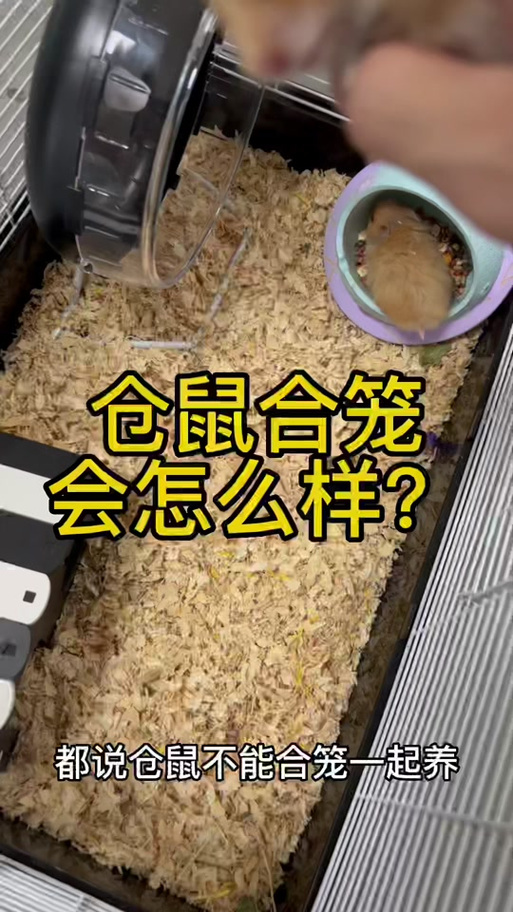 仓鼠合笼的注意事项