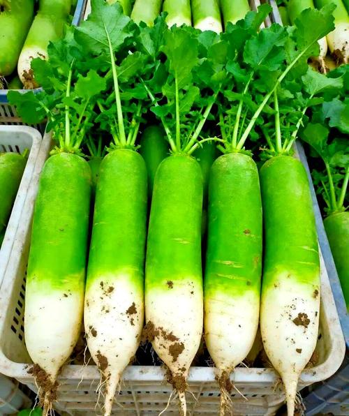 保卫萝卜1挑战攻略