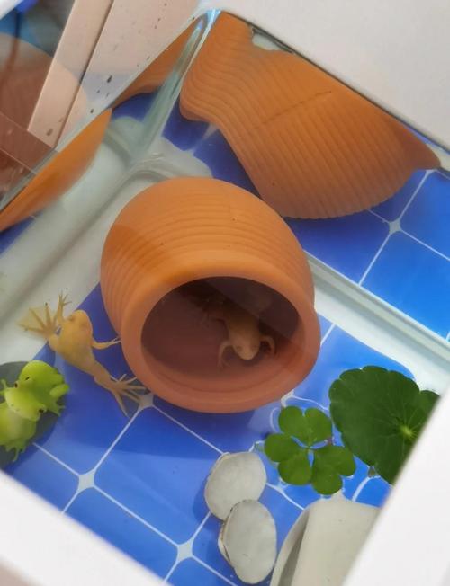 小金蛙多久不吃会饿死