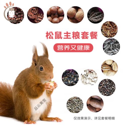 松鼠可以活到多少岁