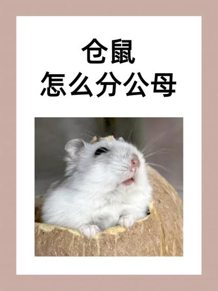 怎么判断仓鼠几岁了