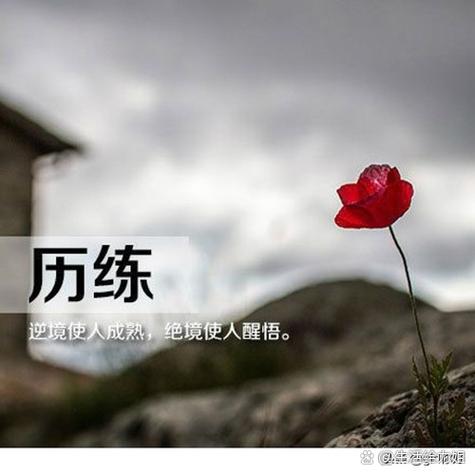 人生感悟最佳金句