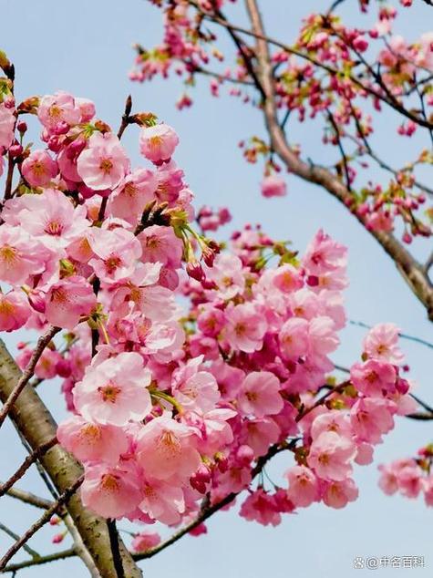 樱花百科知识