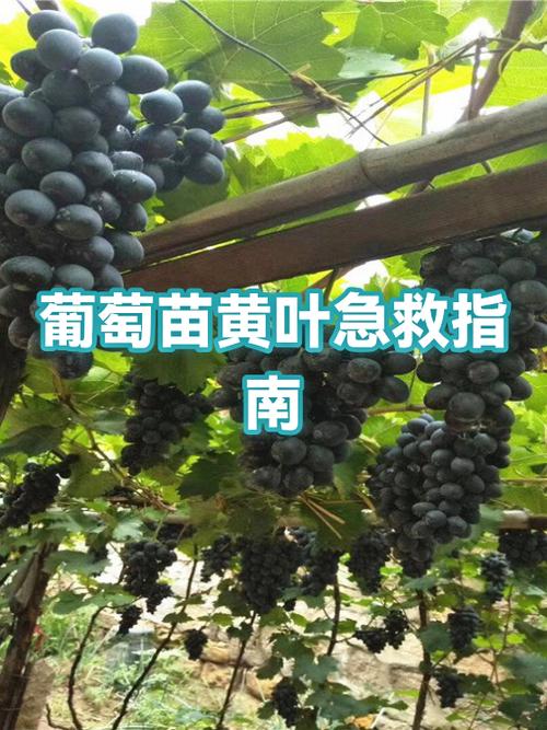 葡萄变软急救方法