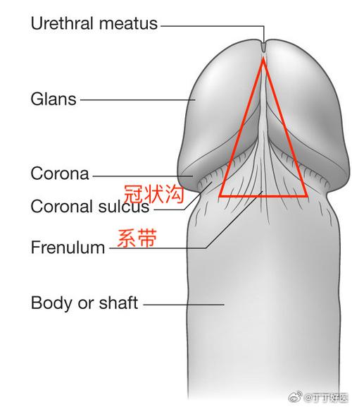 冠状沟是指哪个部位