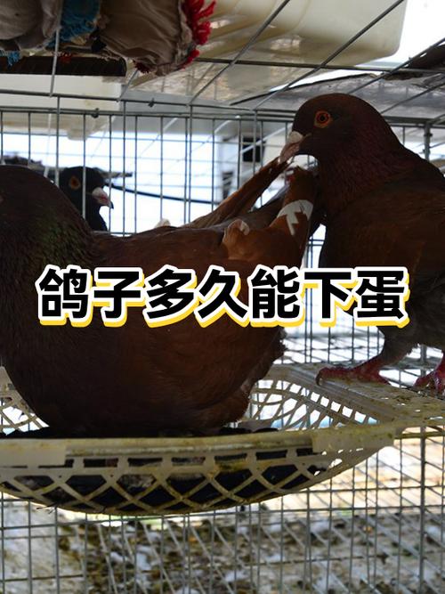 鸽子几个月开始下蛋