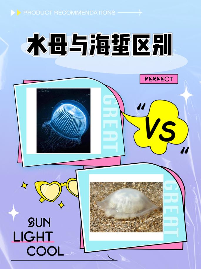 水母和海蜇的关系