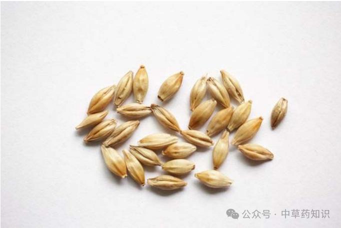 中药大麦的作用与功效