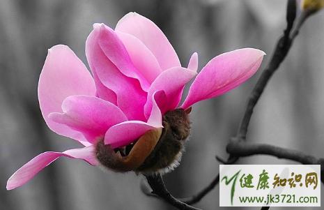 辛夷花泡水一次放几个