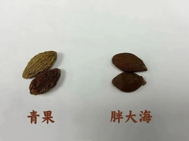 胖大海和罗汉果区别
