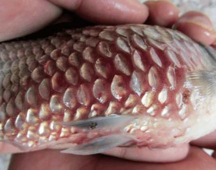 竖鳞病最佳治疗方法鱼
