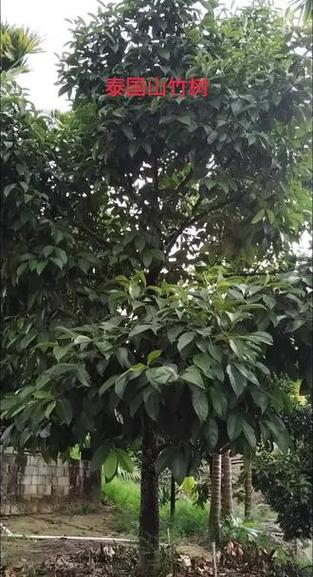 山竹树