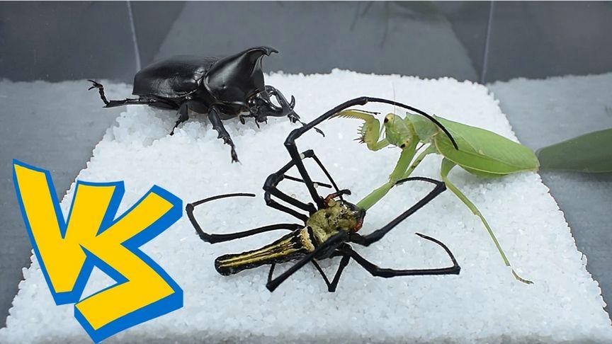 蝎子vs独角仙vs螳螂VS蜘蛛