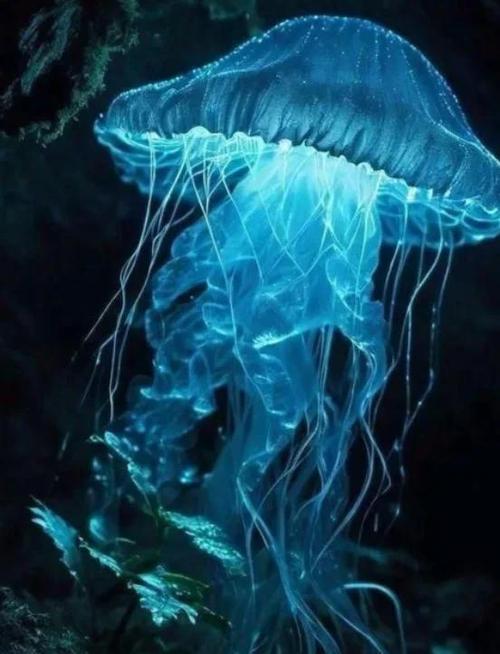 海月水母图片高清大图