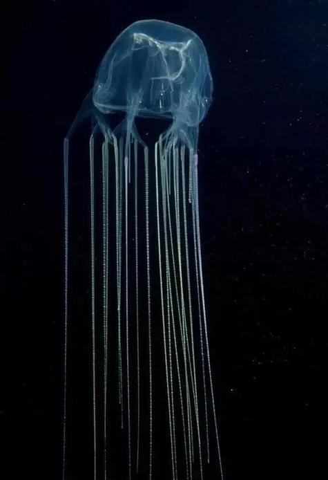 箱水母图片