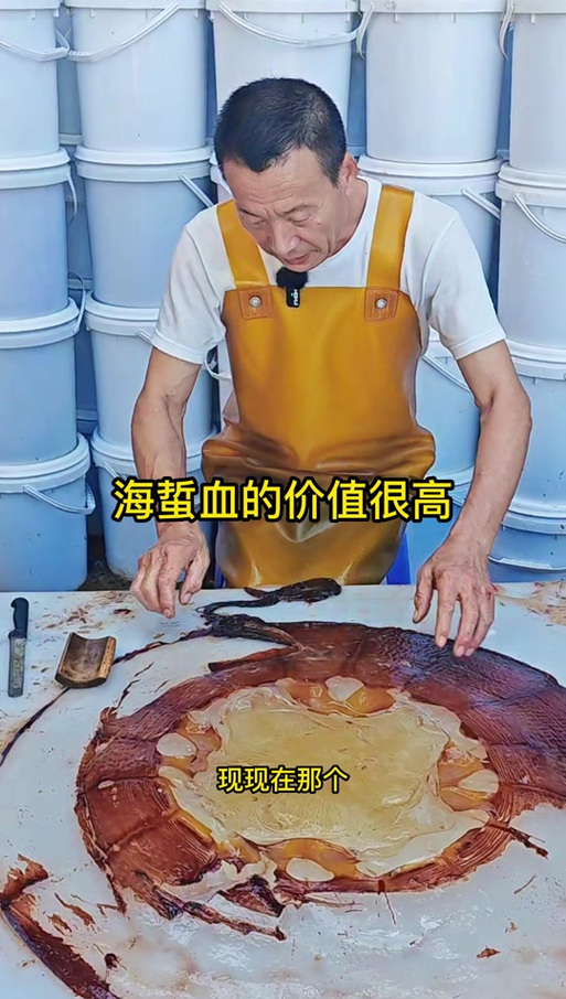 海蜇血