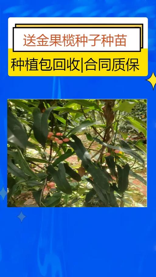 金果多少钱一斤