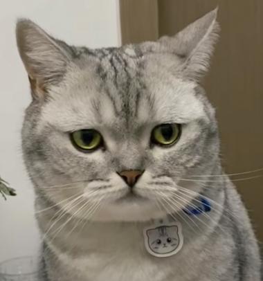 猫头奢侈品牌