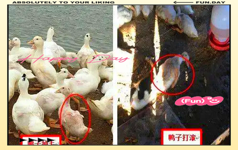 鹅黄病毒用什么药治疗