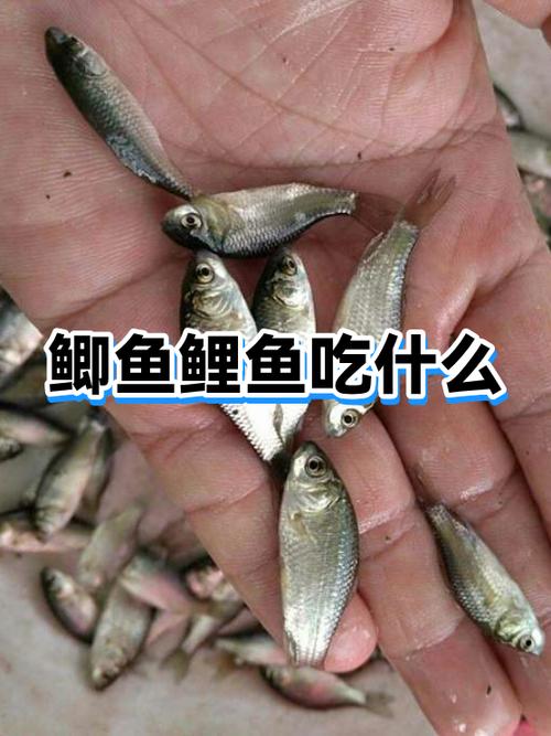 吃鲫鱼的好处