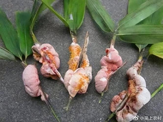竹黄的十大功效