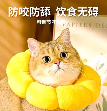 猫喝了水后呕吐要警惕