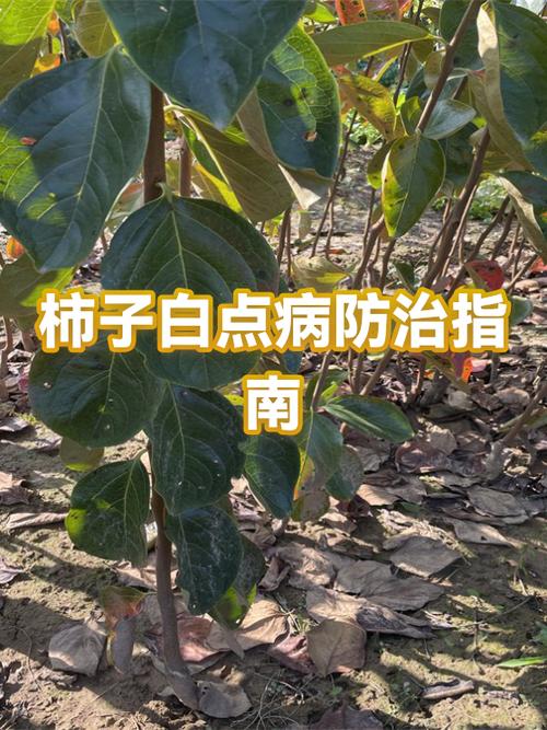 五十多岁身上出现白点