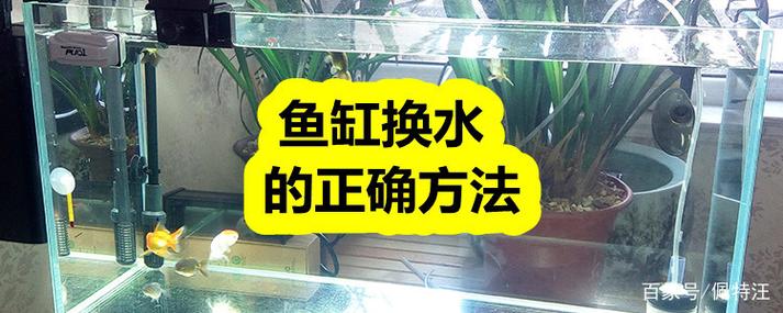 鱼缸多久换一次水
