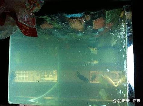 鱼缸换水后水浑浊怎么回事
