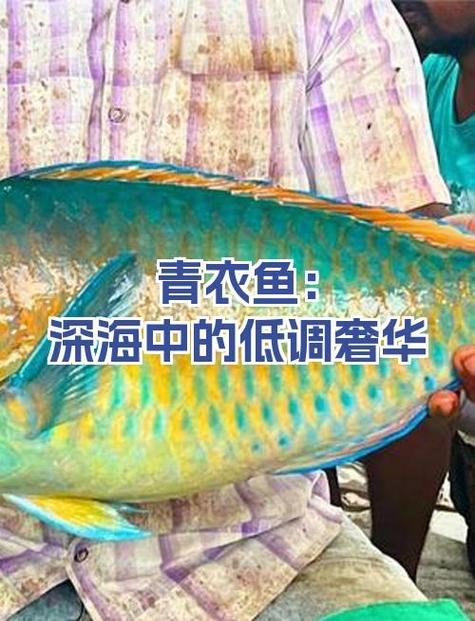 青衣鱼价格多少钱一斤