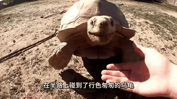 一只乌龟能生宝宝吗