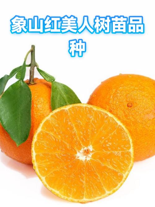 正宗象山红美人树苗