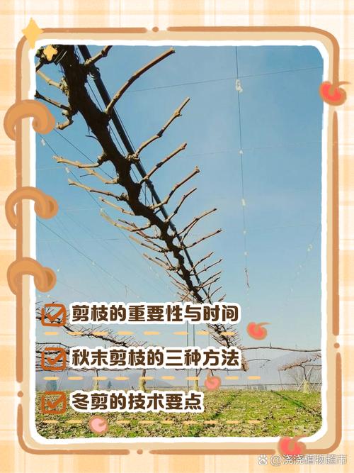 葡萄树修剪方法