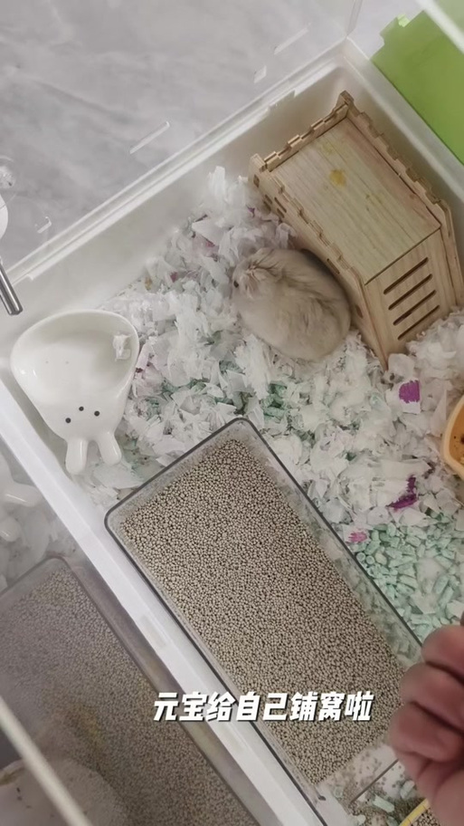 仓鼠用卫生纸为什么那么臭