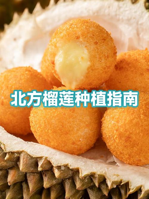 榴莲树适合北方种植吗
