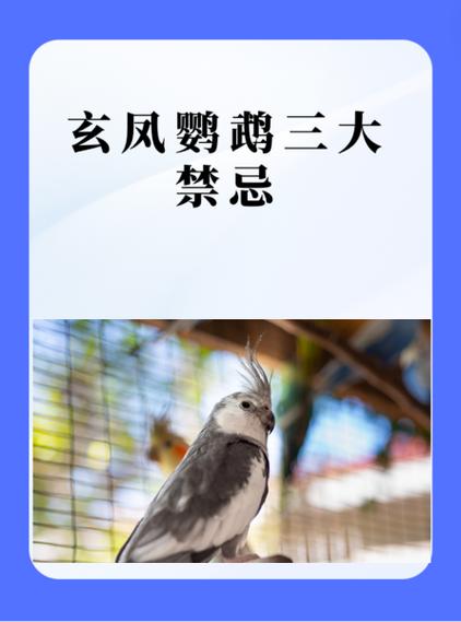 鹦鹉入屋三大忌