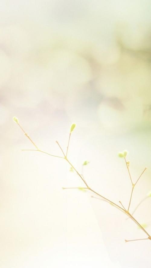 苹果手机白色壁纸图片