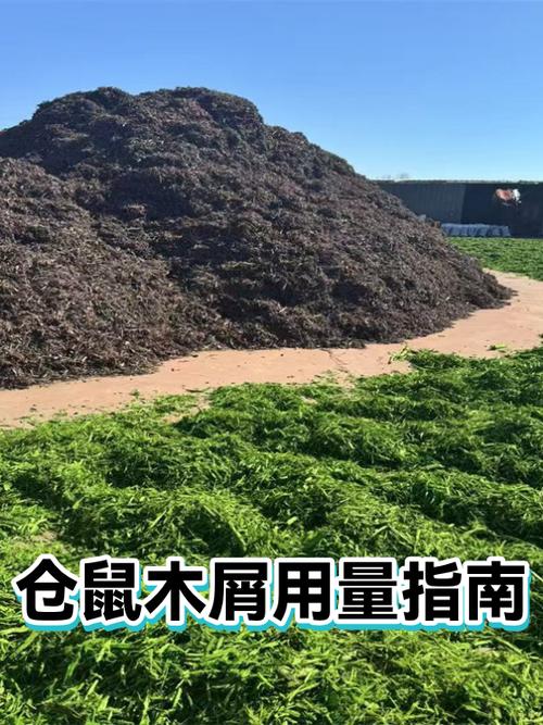 养仓鼠没木屑用什么代替