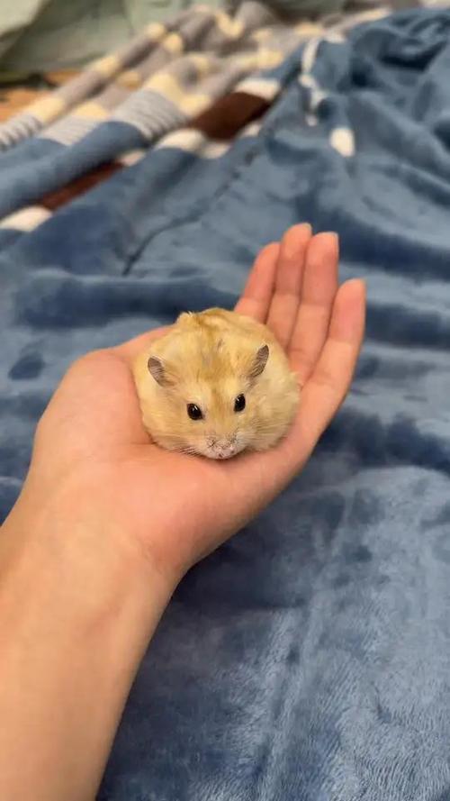 仓鼠可以养在家里吗